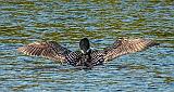 Loon Big Stretch_DSCF20394